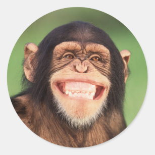 Sticker Rond Chimpanzé de grimacerie des images   de Getty