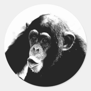 Sticker Rond Chimpanzé noir blanc