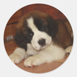 Sticker Rond Chiot adorable et doux de St Bernard