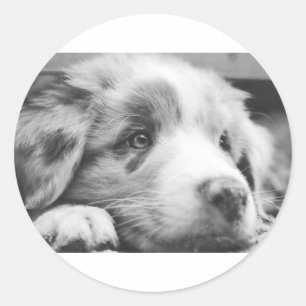 Sticker Rond chiot australien