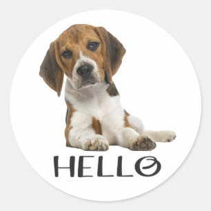 Sticker Rond Chiot Beagle Mignon Bonjour Pensée Amitié