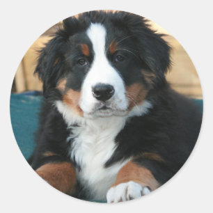 Sticker Rond chiot bernais