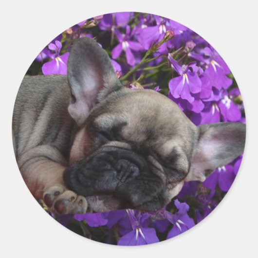 Sticker Rond Chiot Bouledogue Français (Devant)