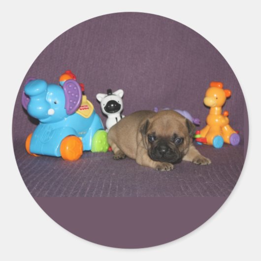 Sticker Rond chiot bouledogue français (Devant)