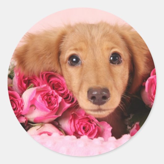 Sticker Rond Chiot de Dachshund Entouré de Roses (Devant)