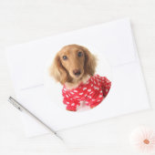 Sticker Rond Chiot de Dachshund portant l'tenue de Saint Valent (Enveloppe)