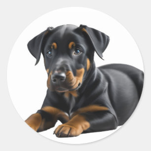 Sticker Rond Chiot de Doberman Pincer