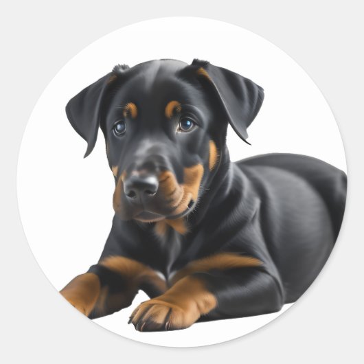 Sticker Rond Chiot de Doberman Pincer (Devant)