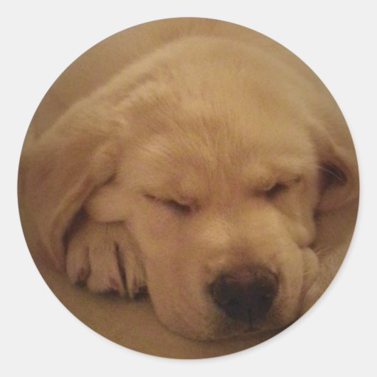 Sticker Rond Chiot de laboratoire jaune dormant (Devant)