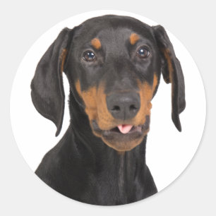 Sticker Rond chiot de pinscher de dobermann