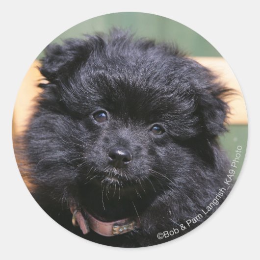 Sticker Rond Chiot de Poméranie Noire (Devant)