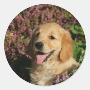 Sticker Rond Chiot de rétracteur d'or