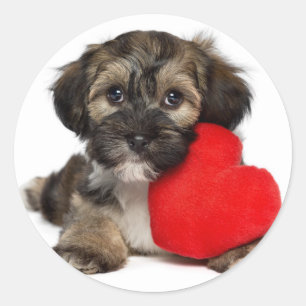 Sticker Rond Chiot de Valentine Havanese d'amant