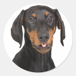 Sticker Rond chiot doberman pinscher