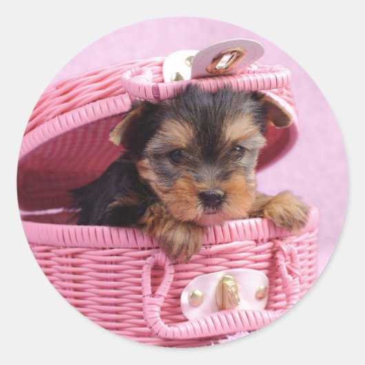 Sticker Rond Chiot du Yorkshire (Devant)