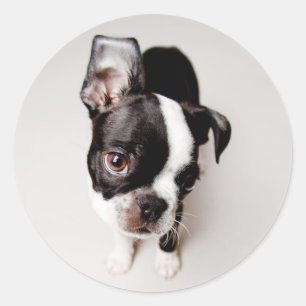 Sticker Rond Chiot Edison Boston Terrier.