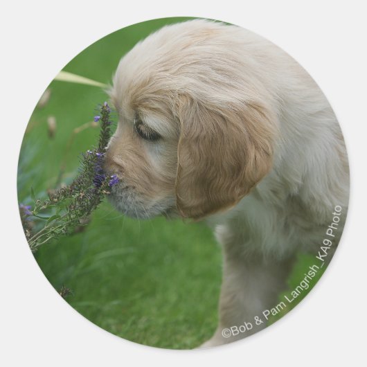Sticker Rond Chiot Golden Retriever (Devant)