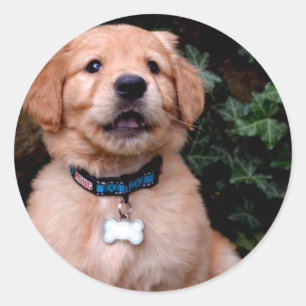 Sticker Rond Chiot Golden Retriever
