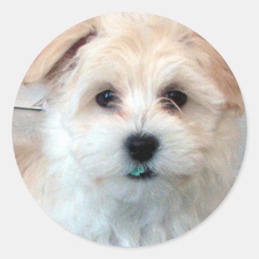 Sticker Rond Chiot Havanais - Secourt (Devant)