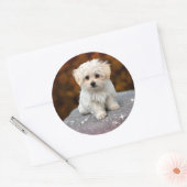 Sticker Rond Chiot Maltais...adorable (Enveloppe)