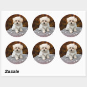 Sticker Rond Chiot Maltais...adorable (Feuille)
