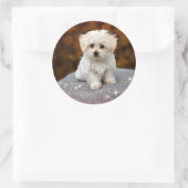 Sticker Rond Chiot Maltais...adorable (Sac)