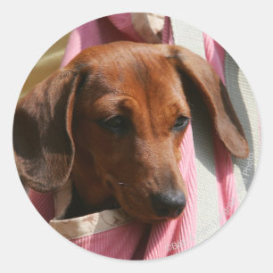 Sticker Rond Chiot miniature à poil lisse