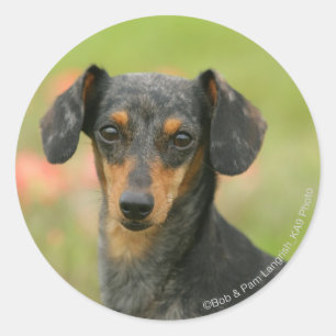 Sticker Rond chiot miniature Lisse-haired de teckel regardant
