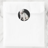 Sticker Rond Chiot Pitbull blanc bébé (Sac)