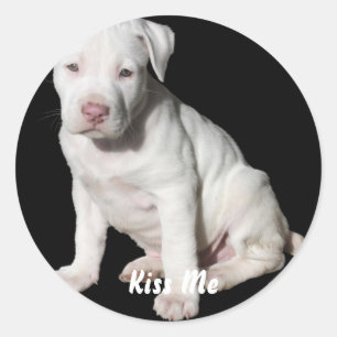 Sticker Rond Chiot Pitbull blanc bébé