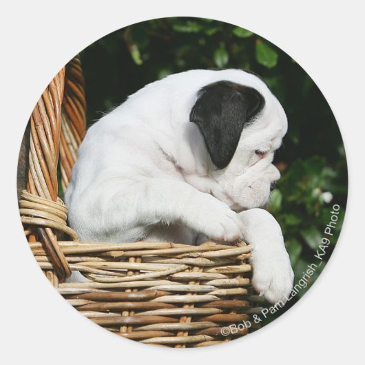 Sticker Rond Chiots de boîte dans le panier (Devant)
