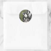 Sticker Rond Chiots de Boston Terrier (Sac)