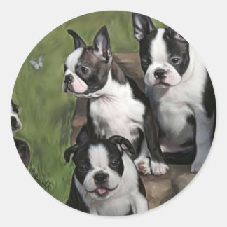 Sticker Rond Chiots de Boston Terrier