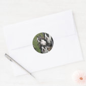 Sticker Rond Chiots de Boston Terrier (Enveloppe)