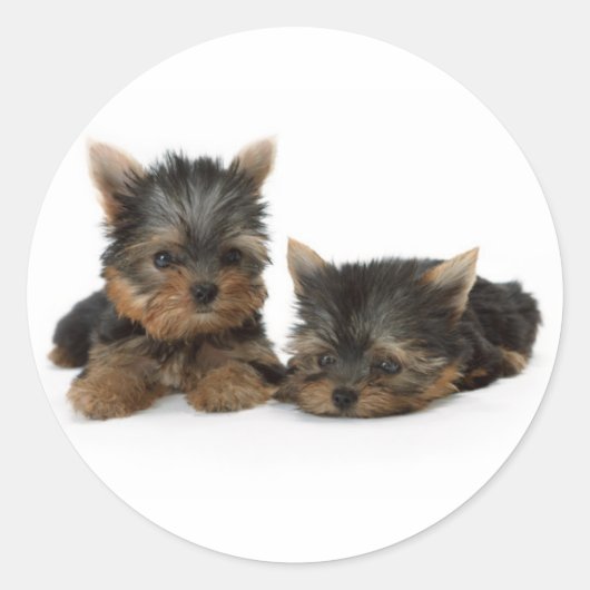 Sticker Rond Chiots du Yorkshire Terrier (Devant)