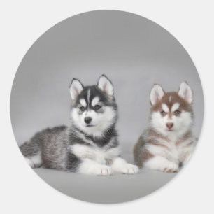 Sticker Rond Chiots husky sibériens