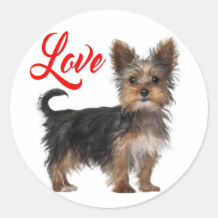 Sticker Rond Chiots Yorkshire Terrier Amour Rouge