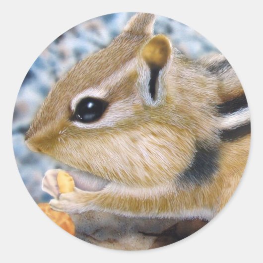 Sticker Rond Chipmunk (Devant)