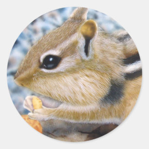 Sticker Rond Chipmunk
