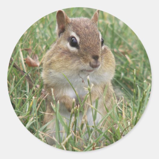 Sticker Rond Chipmunk cheeks (Devant)