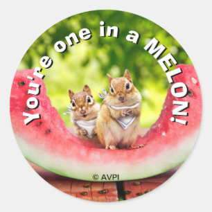 Sticker Rond Chipmunks mangeant de la pastèque