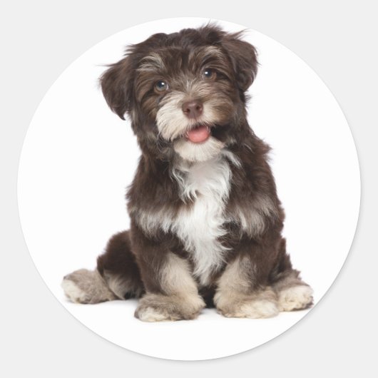 Sticker Rond Chocolat Brown & Blanc Havanais Chien Chien Chien  (Devant)
