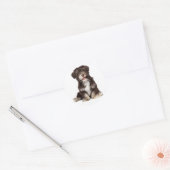 Sticker Rond Chocolat Brown & Blanc Havanais Chien Chien Chien  (Enveloppe)