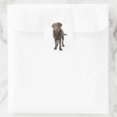 Sticker Rond Chocolat Brown Labrador Retriever Chien chiot (Sac)