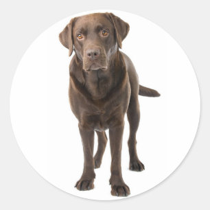 Sticker Rond Chocolat Brown Labrador Retriever Puppy Dog
