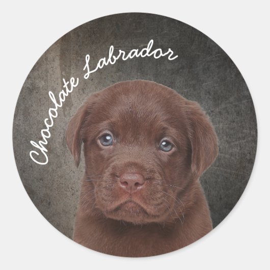Sticker Rond Chocolat Labrador (Devant)