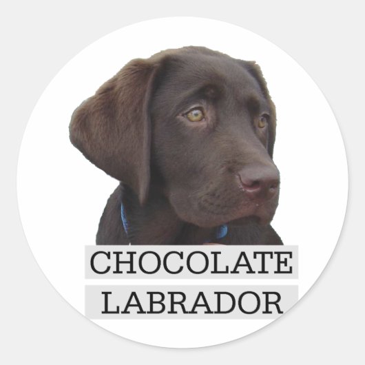 Sticker Rond Chocolat Labrador Design unique! (Devant)
