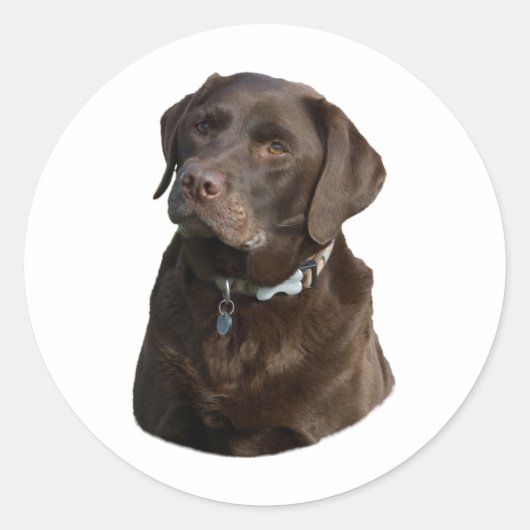 Sticker Rond Chocolate Labrador dog photo (Devant)