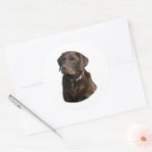 Sticker Rond Chocolate Labrador dog photo (Enveloppe)