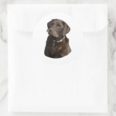 Sticker Rond Chocolate Labrador dog photo (Sac)